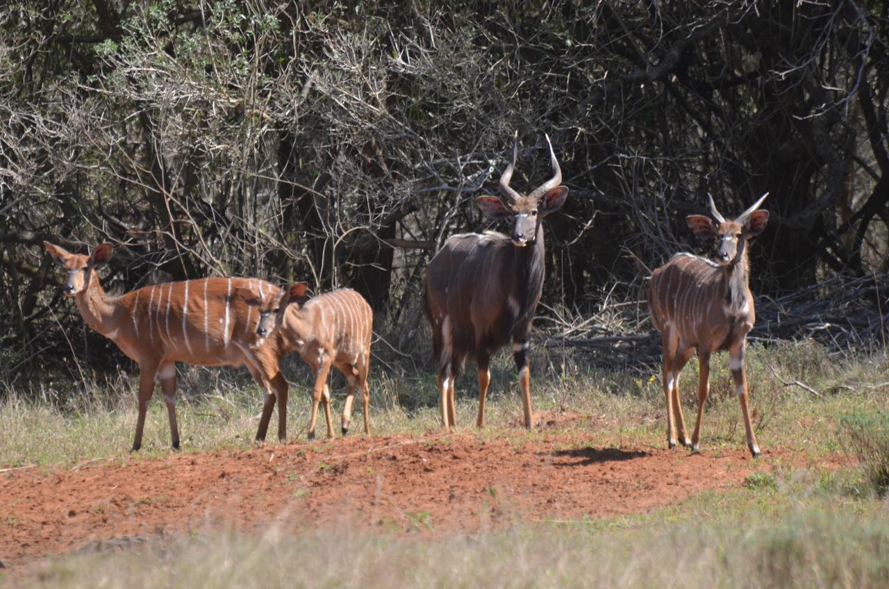 Bushbaby Lodge & Camping Hluhluwe Bagian luar foto