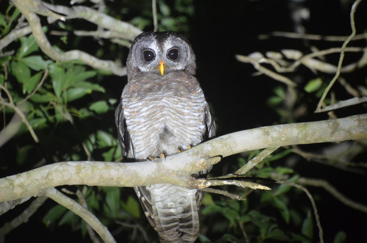 Bushbaby Lodge & Camping Hluhluwe Bagian luar foto