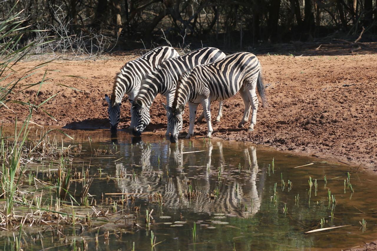 Bushbaby Lodge & Camping Hluhluwe Bagian luar foto